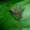 Net-winged Planthopper