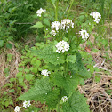 Garlic Mustard