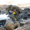 Western Tanager