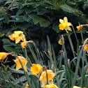 Carlton Daffodil