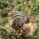 Valley Garter Snake
