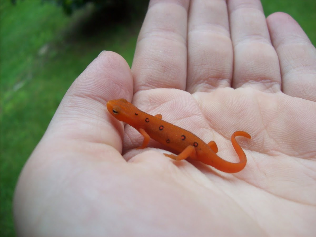 Red Spotted Newt