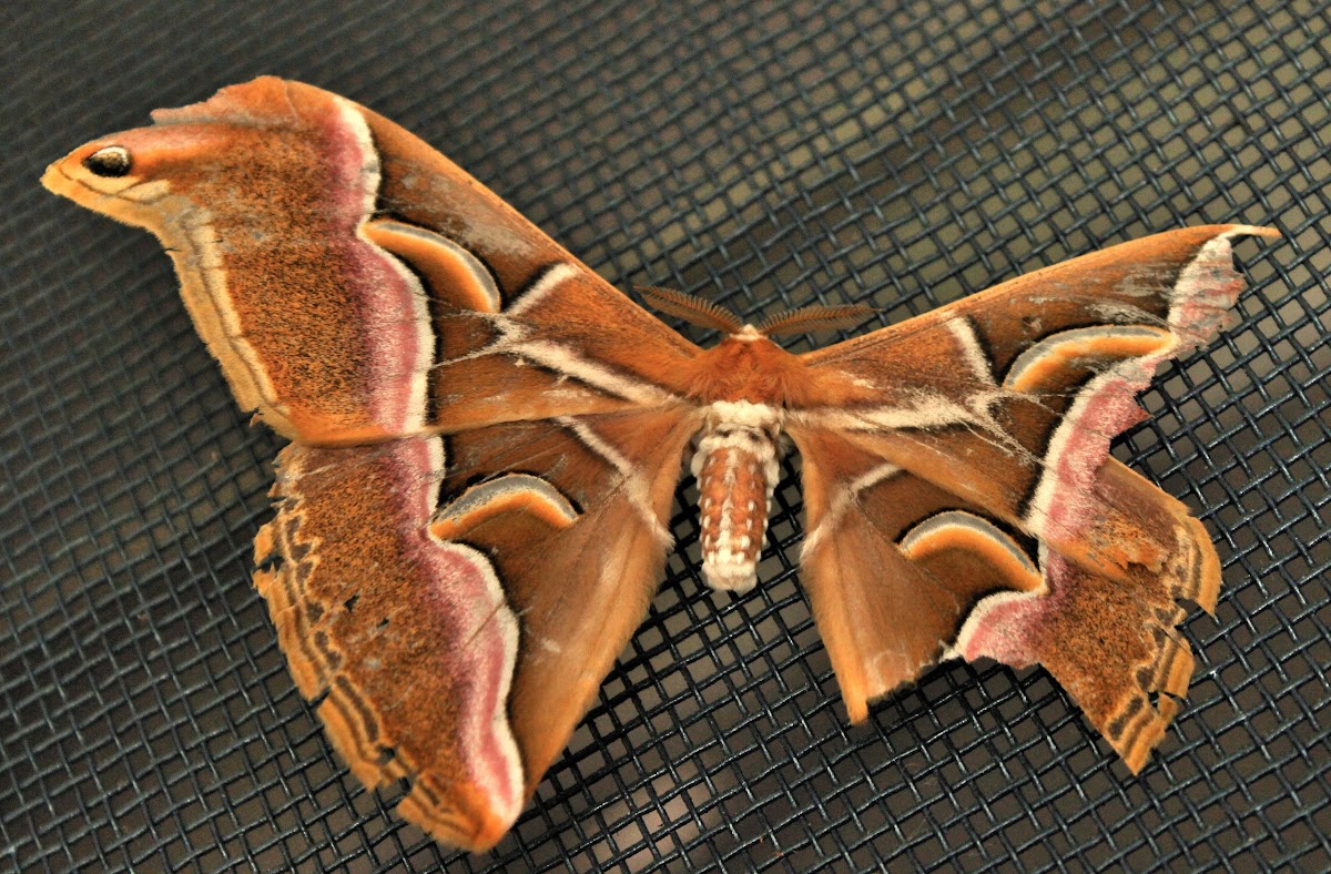 Eri silk moth