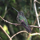 Magnificent Hummingbird (male)