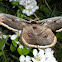 Giant peacock moth
