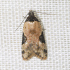 Micro-Lepideoptera
