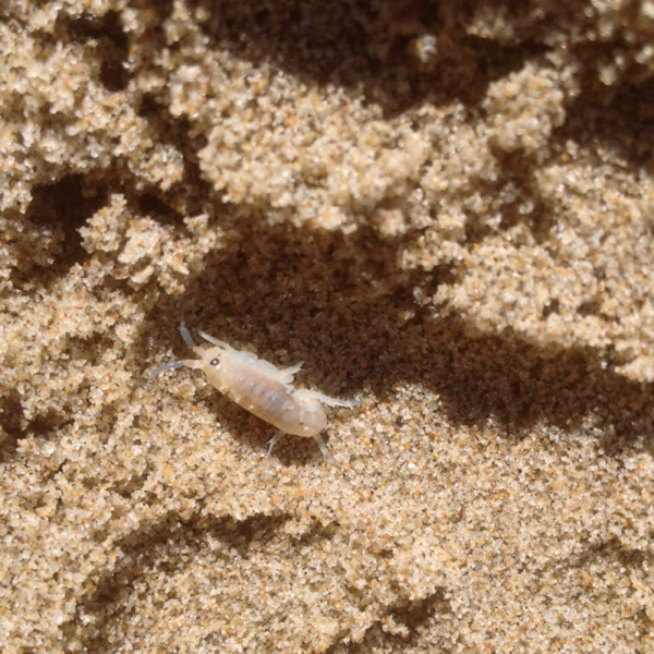 Top 27+ Photos show me a picture of a sand flea Full HD, 2k, 4k