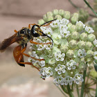 Great Golden Digger Wasp (female)