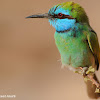 Little green bee-eater