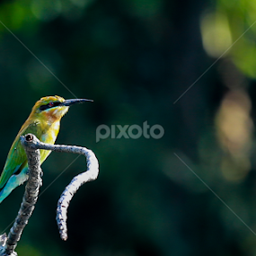 by Binoka Nadiranga - Animals Birds