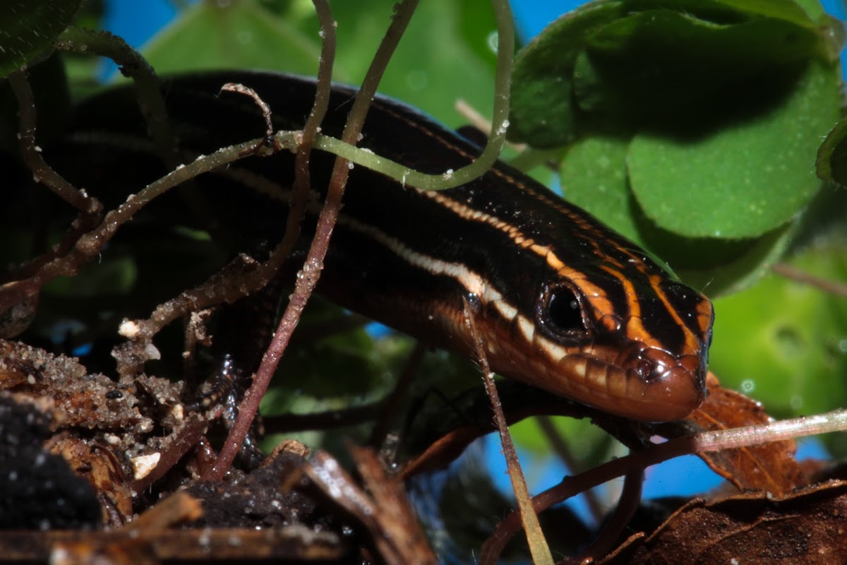 Blue Tailed Skink (Five-lined skink)