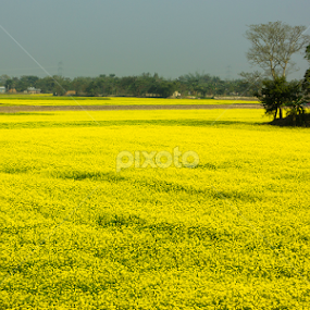 by Pulastyya Phukan - Landscapes Prairies, Meadows & Fields