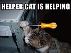 helper cat is helping lolcat