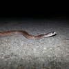 De Kay's Snake (Brown Snake)