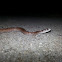De Kay's Snake (Brown Snake)