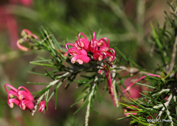 Grevillea ‘Pink Pearl’ | Project Noah