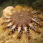 Crown-of-thorns Starfish