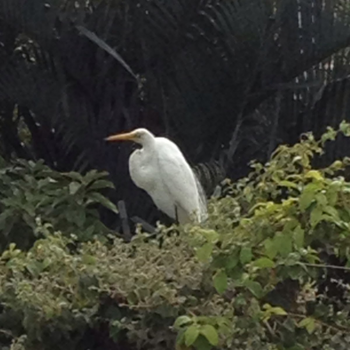 Great Egret