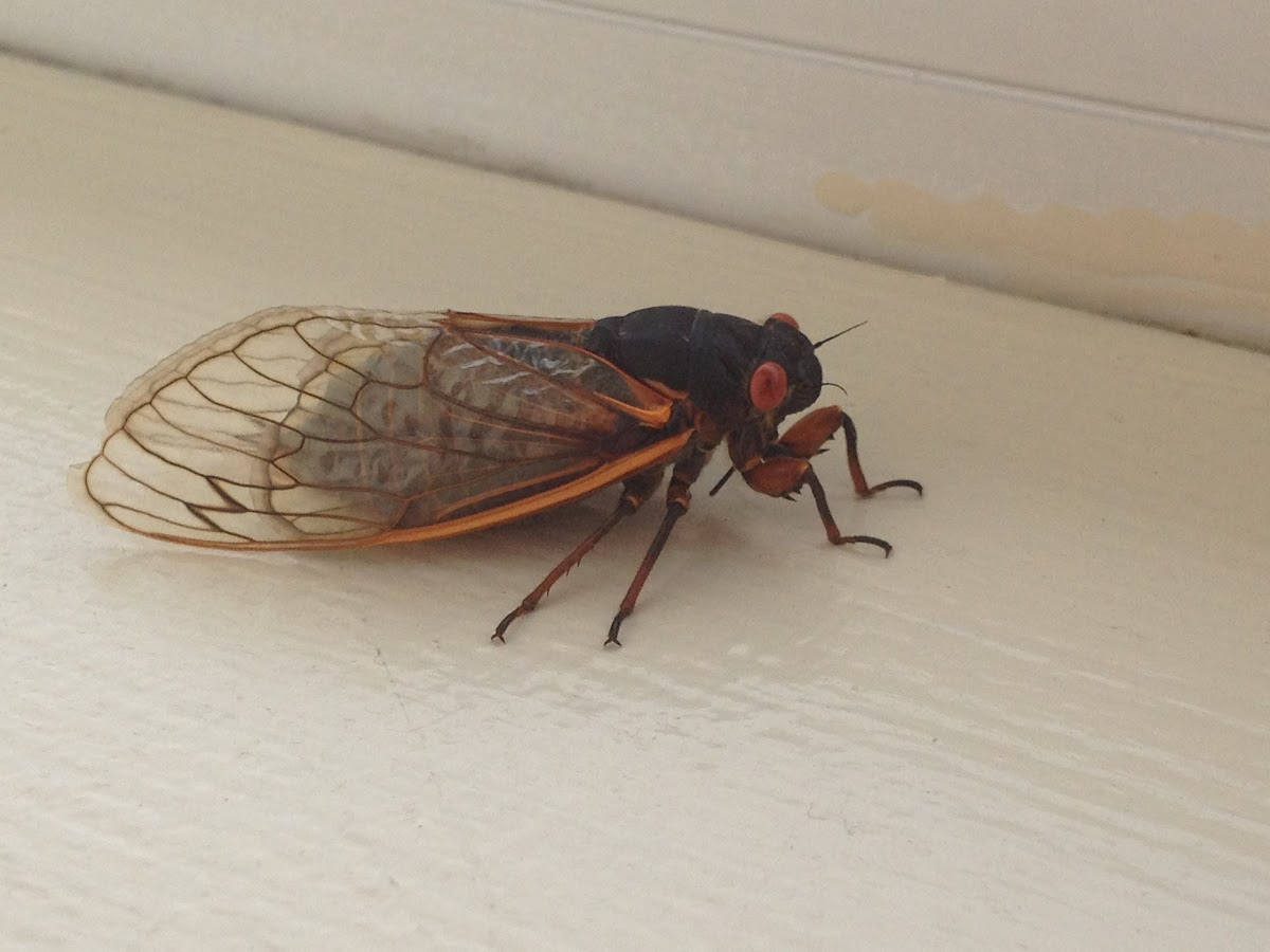 periodic cicada