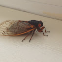 periodic cicada
