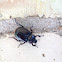 Hermit Flower Beetle