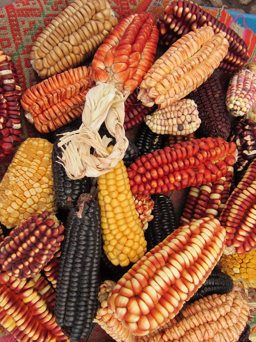Variegated maize