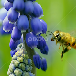 Honey Bee by Leka Huie -  