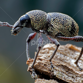 Otiorhynchus sulcatus: Black Vine Weevil by Percy Photography - Animals Insects & Spiders