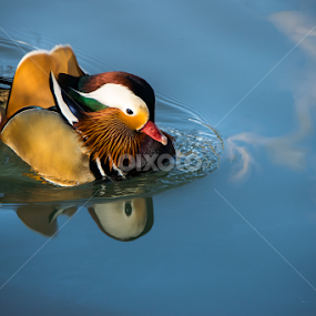 Mandarin Duck by Paulo Peres - Animals Birds