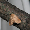 Inverted Y Slug Moth - Hodges#4667