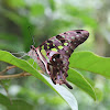 Tailed Jay