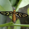 white antenna wasp moth