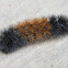 Banded Woolly Bear Caterpillar