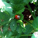15 Spotted Ladybug