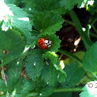 15 Spotted Ladybug