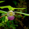 Karnburi Inpatiens