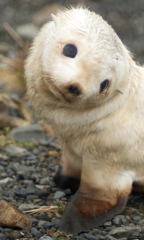 Funny Animals  Wallpapers  1 Android Apps  on Google Play