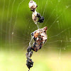 Trash Line Orb Weaver Spider