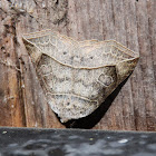Thin-lined Owlet Moth