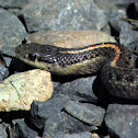 Northwestern Garter Snake