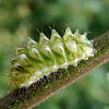 Lycaenidae caterpillar