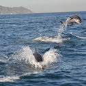 Common Bottlenose Dolphin