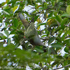 Pink-necked Green Pigeon