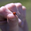 Seven-Spotted Lady Beetle