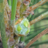 Loblolly Pine Cone (Female)