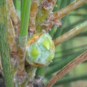 Loblolly Pine Cone (Female)