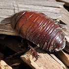 Giant Burrowing Cockroach