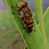 Band-eyed drone fly (Hoverfly)