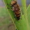 Band-eyed drone fly (Hoverfly)
