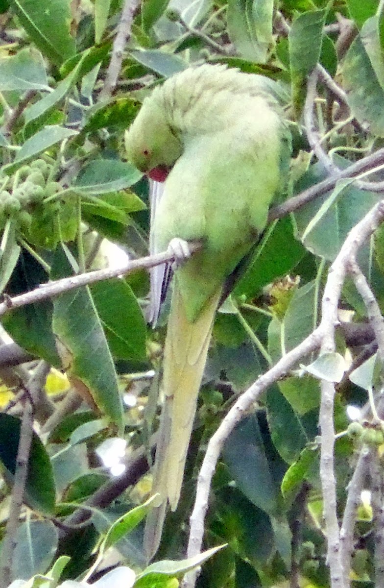 Rose-ringed Parakeet (female)